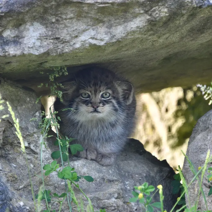 A photograph of a Pallas's cat in Port Lympne Wild Animal Park