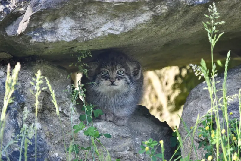 A photograph of a Pallas's cat in Port Lympne Wild Animal Park