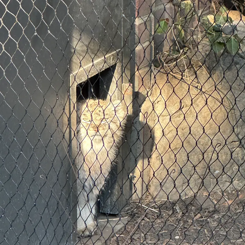 A photograph of Batu in Prospect Park Zoo