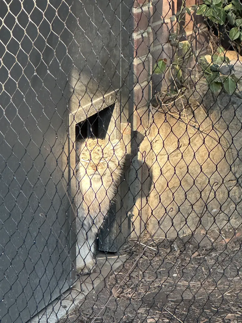 A photograph of Batu in Prospect Park Zoo