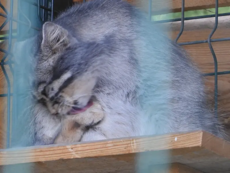 A photograph of Chip in Barnaul zoo “Lesnaya skazka”