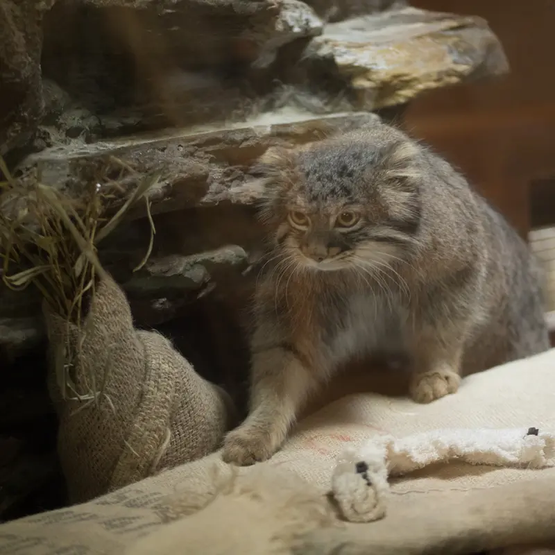 A photograph of Figa in Ueno Zoological Gardens