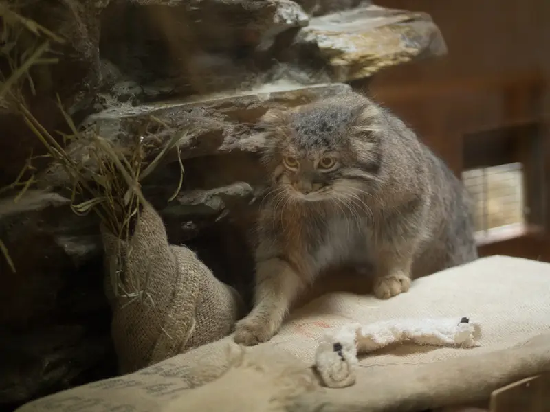 A photograph of Figa in Ueno Zoological Gardens
