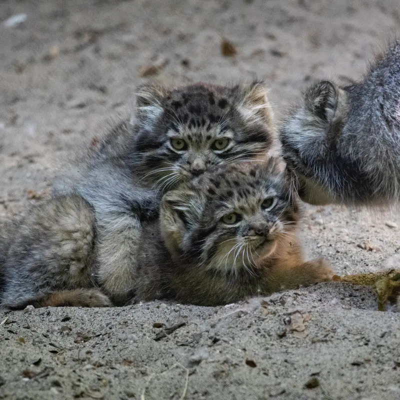 A photograph of Lolo, Daughter of Lolo b.2026 Ⅰ, and Son of Lolo b.2026 Ⅱ in Novosibirsk Zoo