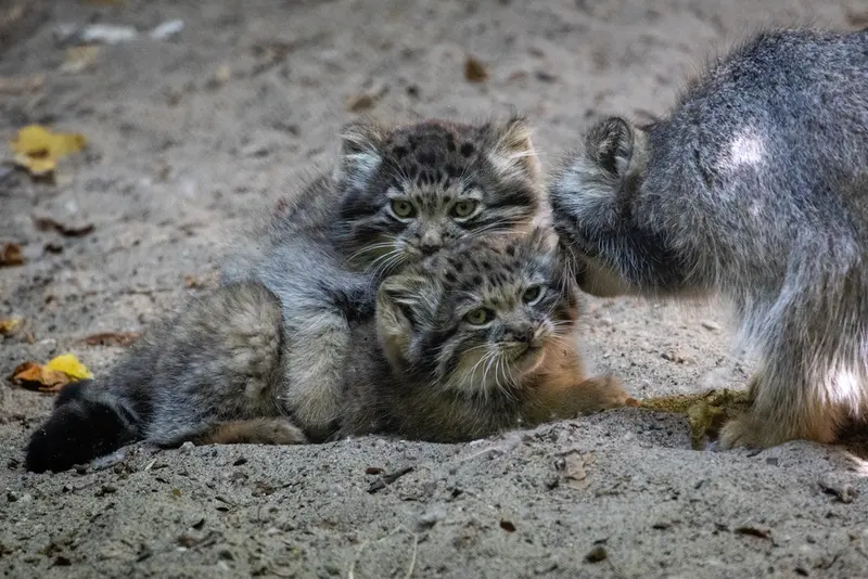 A photograph of Lolo, Daughter of Lolo b.2026 Ⅰ, and Son of Lolo b.2026 Ⅱ in Novosibirsk Zoo