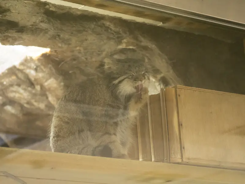 A photograph of Figa in Ueno Zoological Gardens
