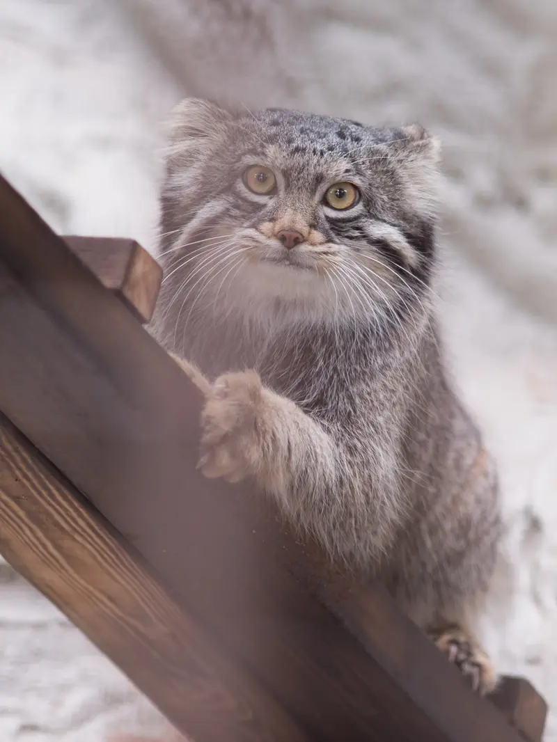 A photograph of Figa in Nogeyama Zoo