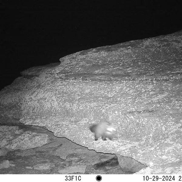 A photograph of Beech marten from Bektauata 1 camera trap