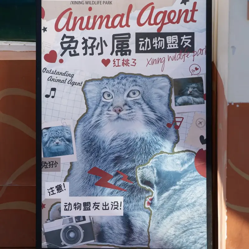 A photograph of Sun Sanlang in Qinghai-Tibet Plateau Wildlife Zoo