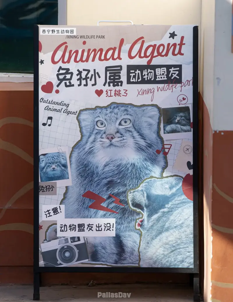 A photograph of Sun Sanlang in Qinghai-Tibet Plateau Wildlife Zoo