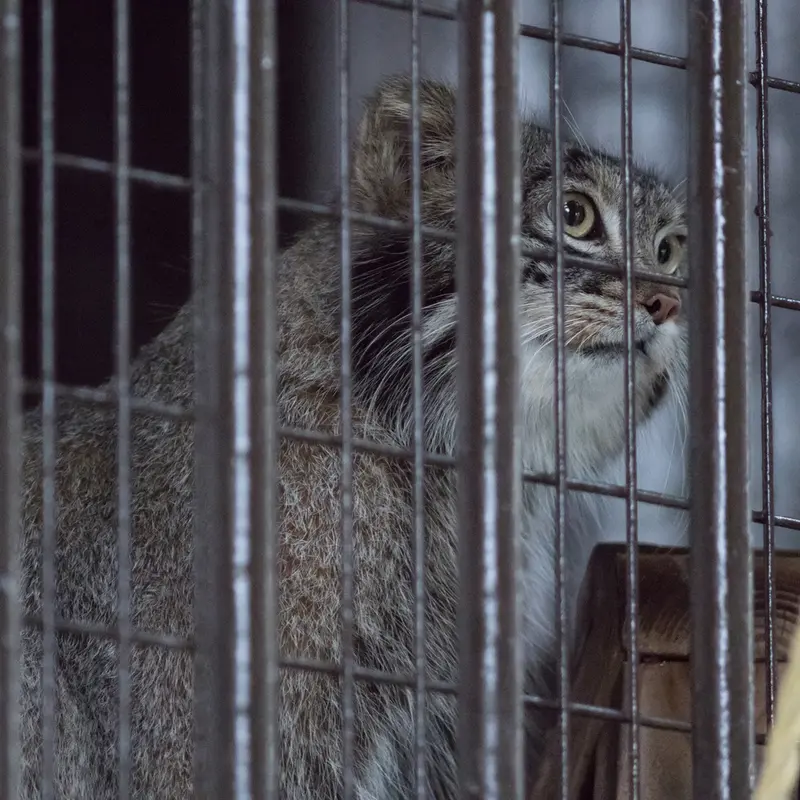 A photograph of Figa in Nogeyama Zoo