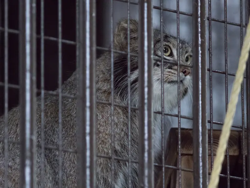 A photograph of Figa in Nogeyama Zoo