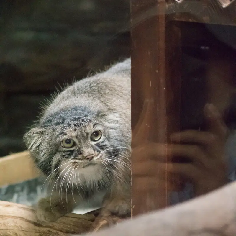 A photograph of Shafran in Ueno Zoological Gardens