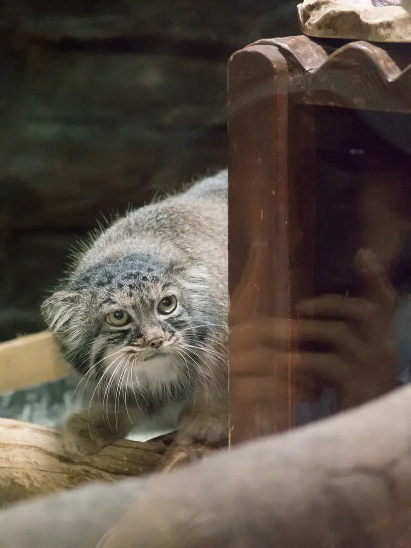A photograph of Shafran in Ueno Zoological Gardens