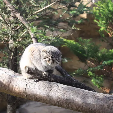 A photograph of Bor in Nasu Animal Kingdom
