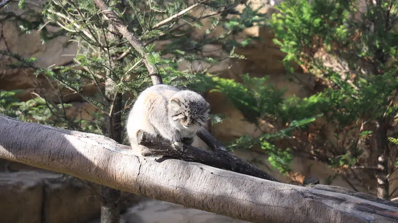 A photograph of Bor in Nasu Animal Kingdom
