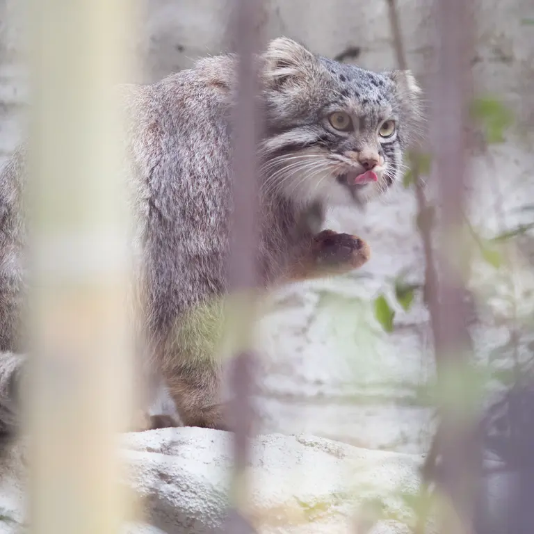 A photograph of Figa in Nogeyama Zoo