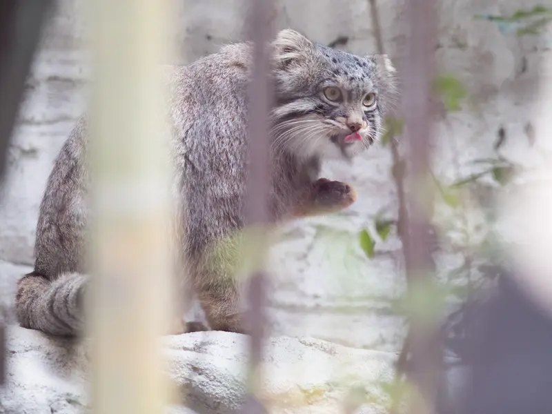 A photograph of Figa in Nogeyama Zoo
