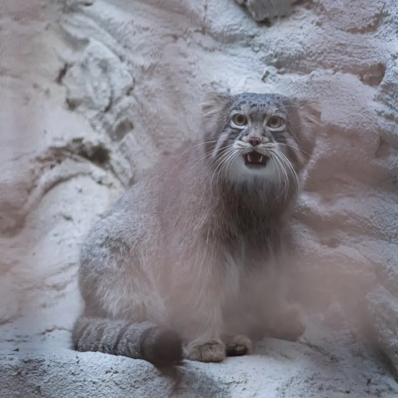 A photograph of Figa in Nogeyama Zoo