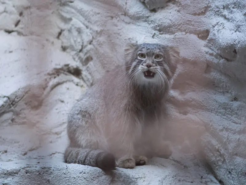 A photograph of Figa in Nogeyama Zoo
