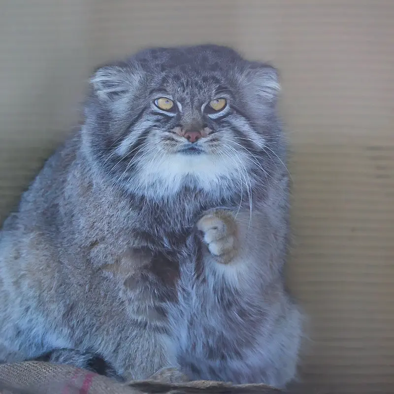 A photograph of a Pallas's cat