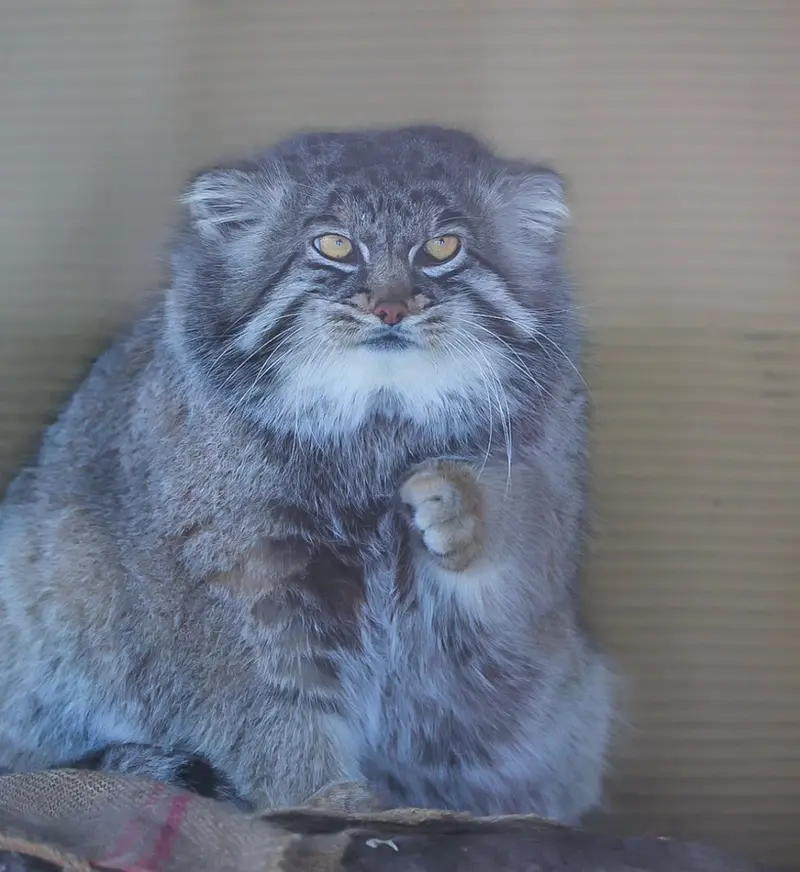 A photograph of a Pallas's cat