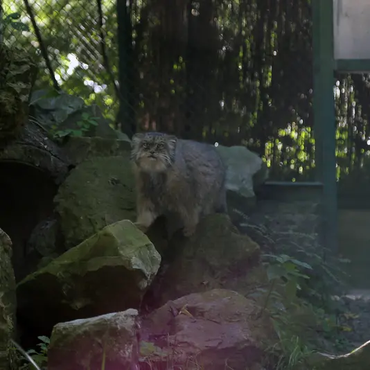 A photograph of Pazzo in Łódź Zoo