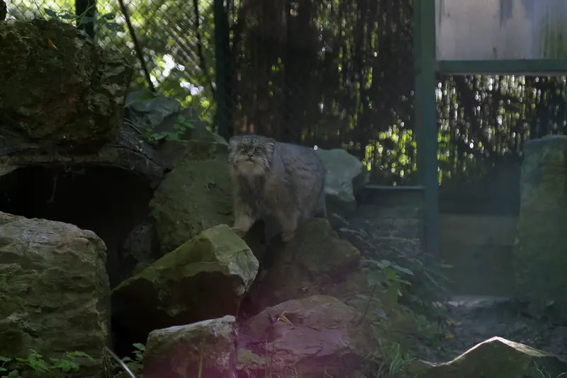 A photograph of Pazzo in Łódź Zoo