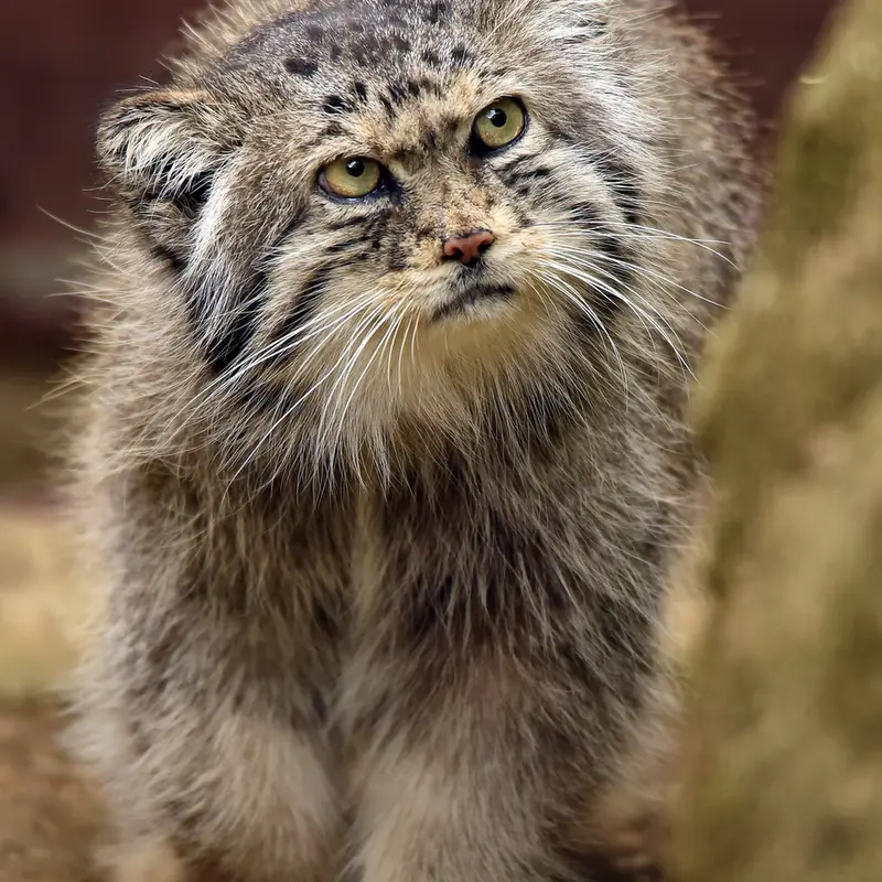 A photograph of Shiva in Ménagerie du Jardin des plantes