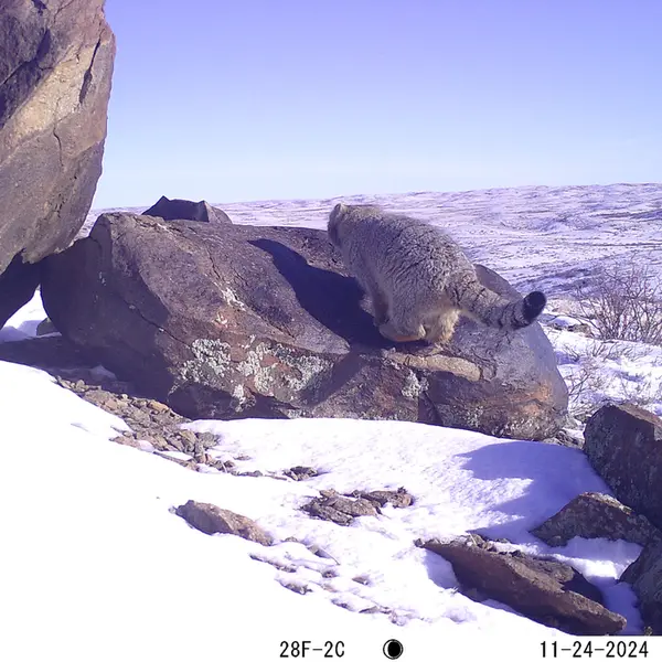 A photograph of Otocolobus manul manul from Koshkar camera trap