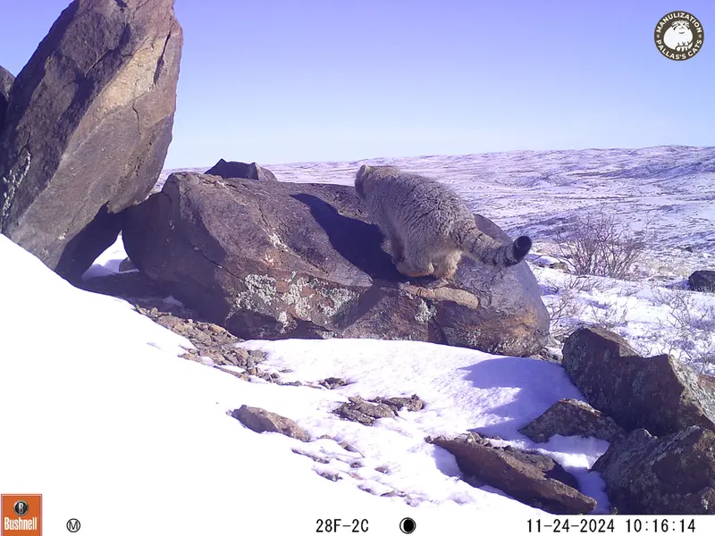 A photograph of Otocolobus manul manul from Koshkar camera trap