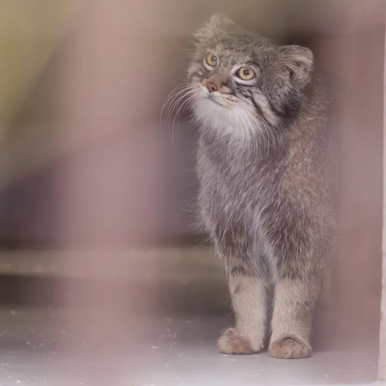 A photograph of Figa in Nogeyama Zoo