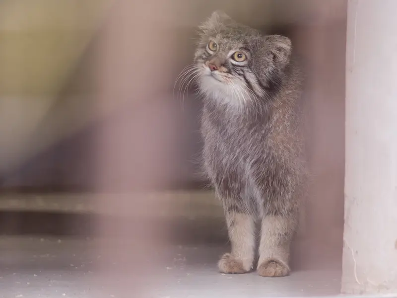 A photograph of Figa in Nogeyama Zoo