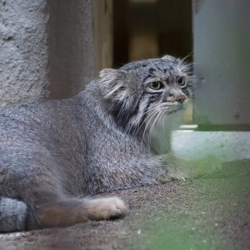 A photograph of Figa in Nogeyama Zoo