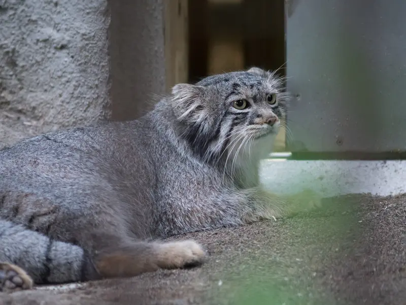 A photograph of Figa in Nogeyama Zoo