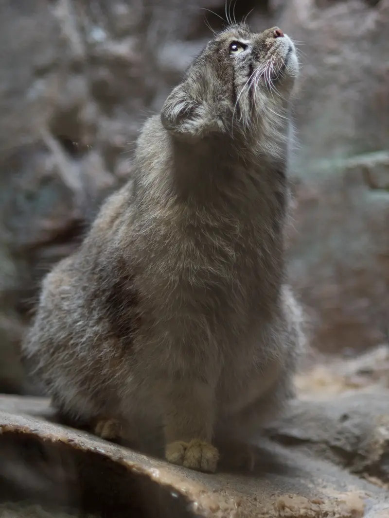 A photograph of Primula in Ueno Zoological Gardens