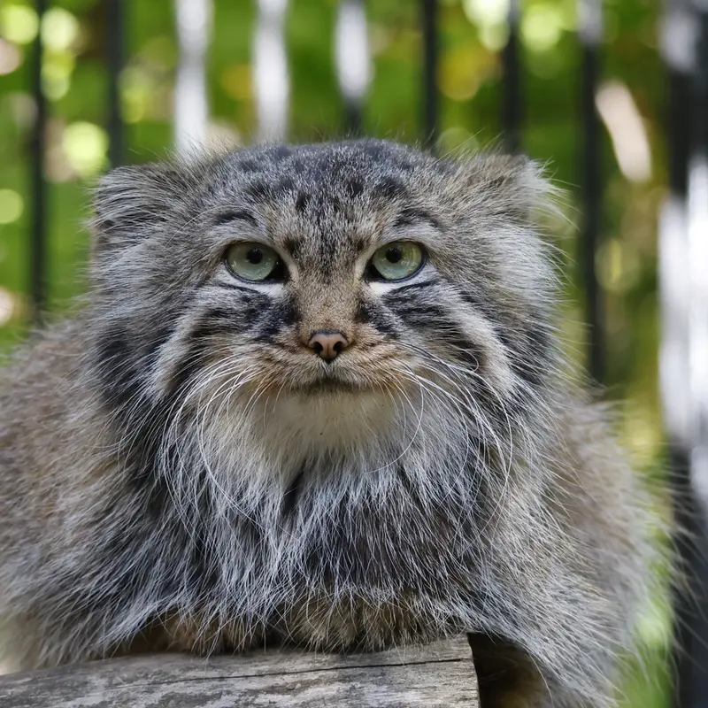 A photograph of Gabi in Novosibirsk Zoo