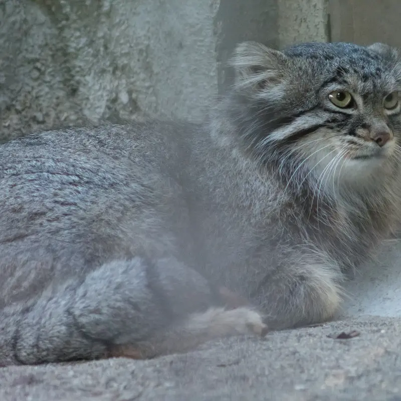 A photograph of Figa in Nogeyama Zoo