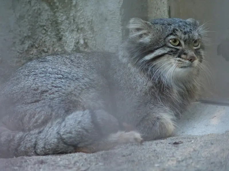 A photograph of Figa in Nogeyama Zoo