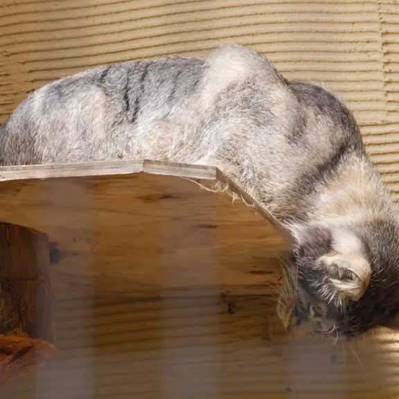A photograph of a Pallas's cat in Asahiyama Zoo