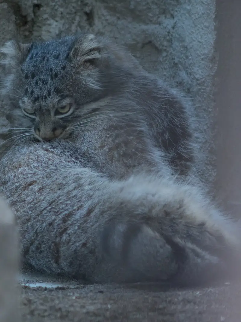 A photograph of Figa in Nogeyama Zoo