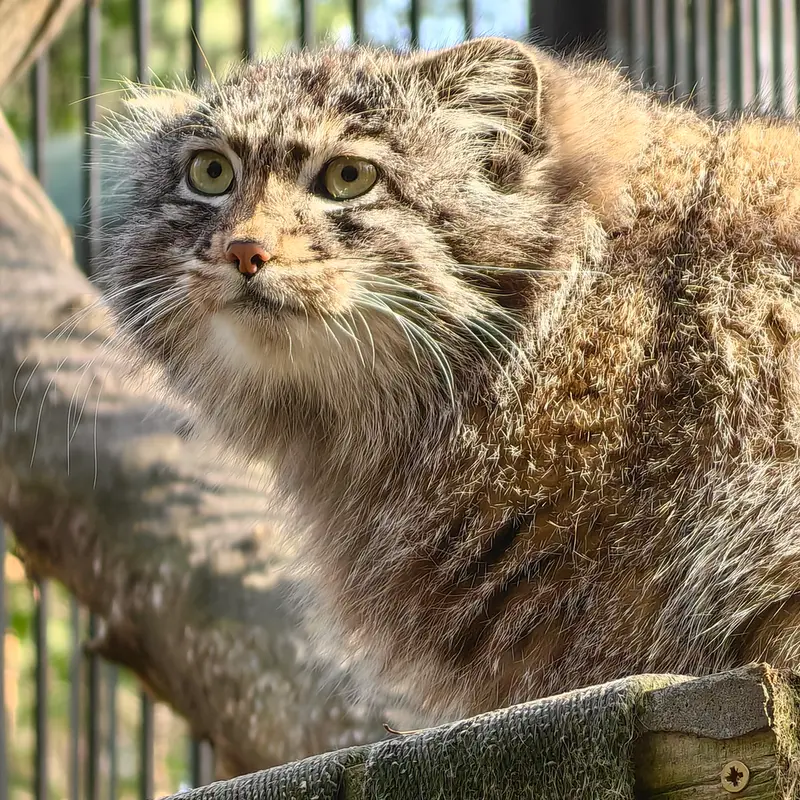 A photograph of Grey in Novosibirsk Zoo