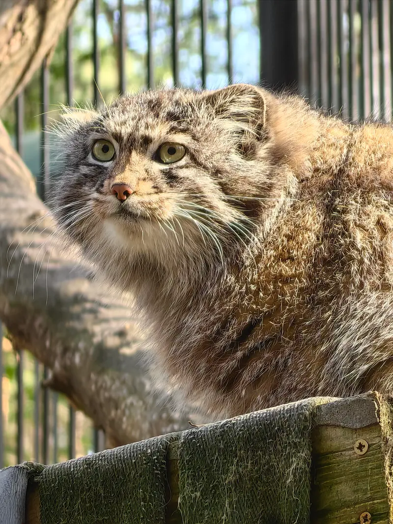 A photograph of Grey in Novosibirsk Zoo