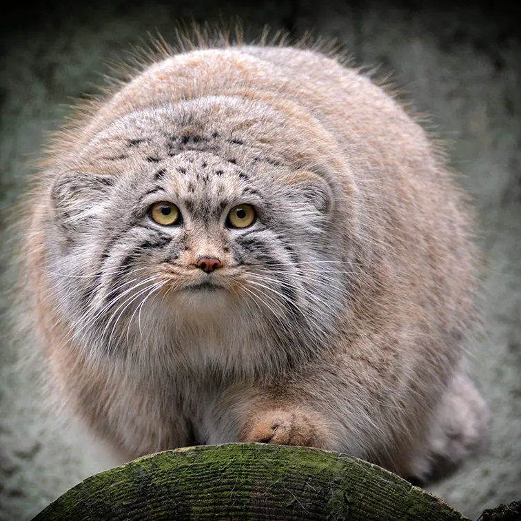 A photograph of Bohus in Budapest Zoo & Botanical Garden