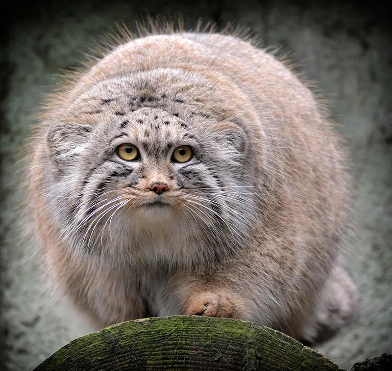 A photograph of Bohus in Budapest Zoo & Botanical Garden
