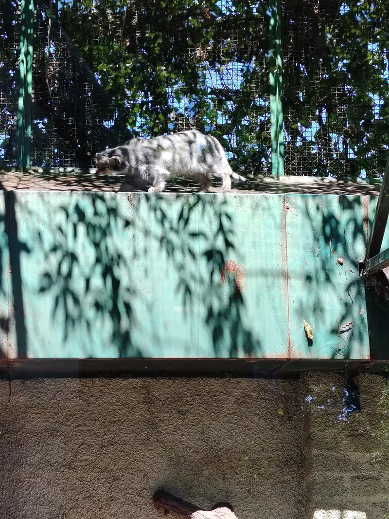 A photograph of Lucy in Budapest Zoo & Botanical Garden