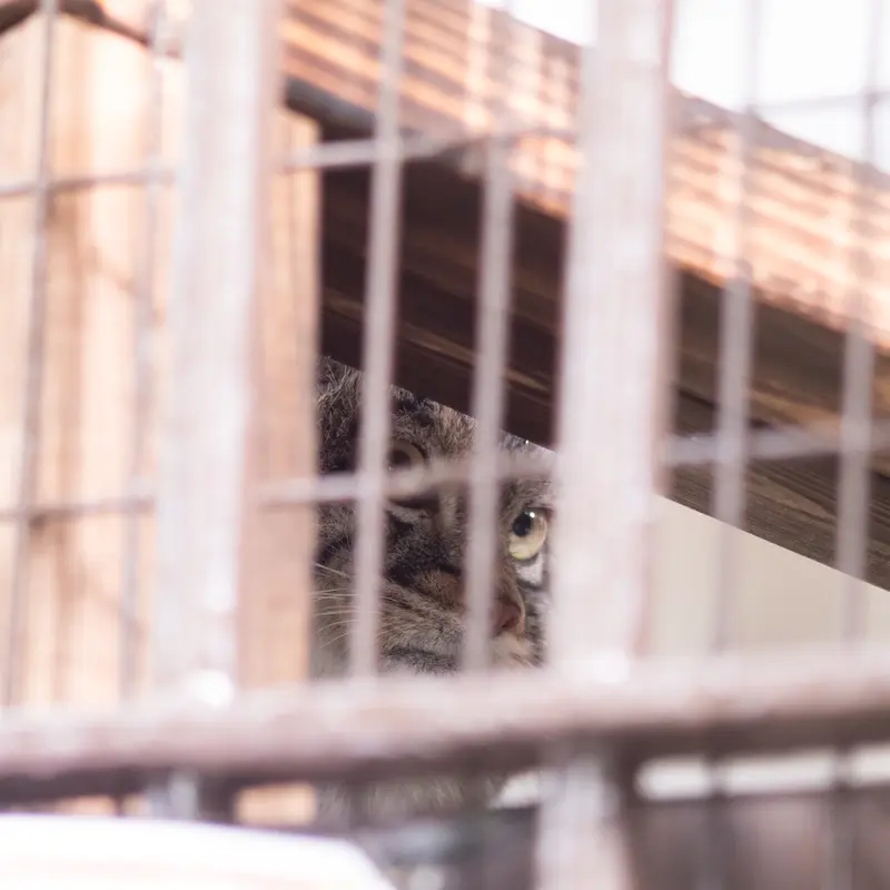 A photograph of Figa in Nogeyama Zoo