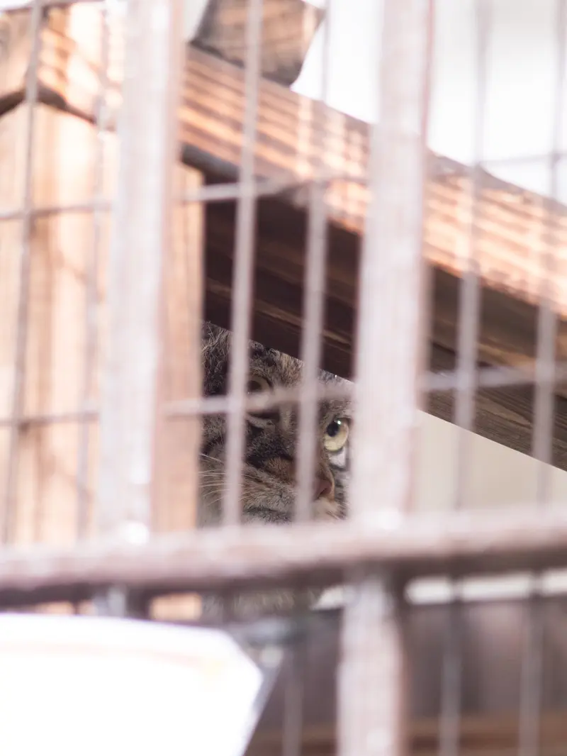 A photograph of Figa in Nogeyama Zoo