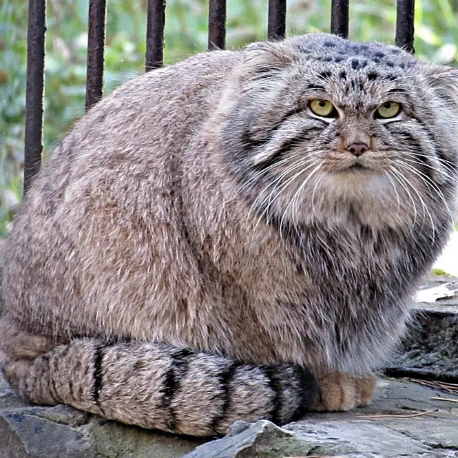 A photograph of a Pallas's cat in Novosibirsk Zoo