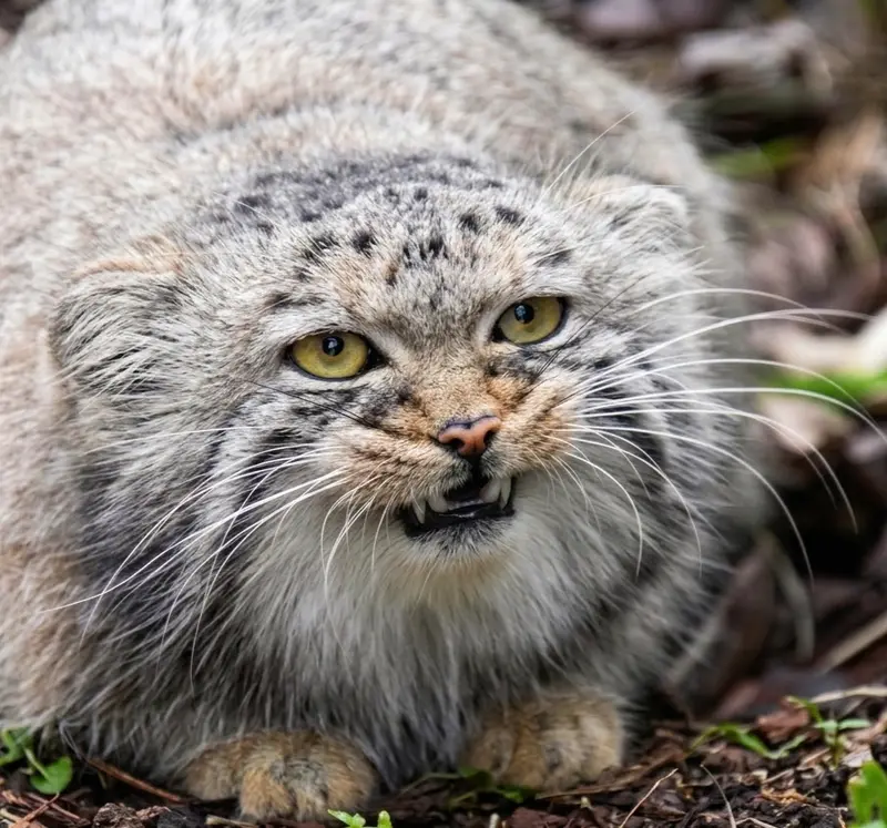 A photograph of a Pallas's cat in Bio-Topia Dunkerque